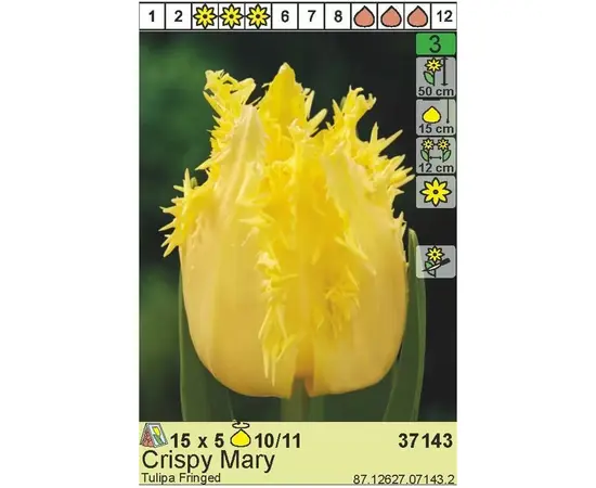 Bulbous HBM BES Tulipa Crispy Mary (x5)