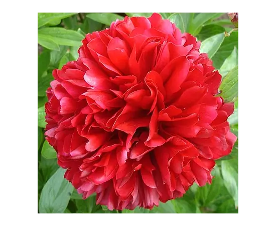 Bulb HBM Paeonia Red 1/2 1 pc