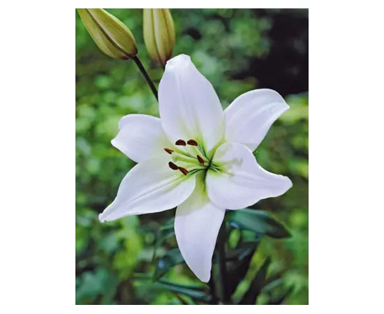 Bulb BES HBM Lilium Navona 10/12 2 pcs