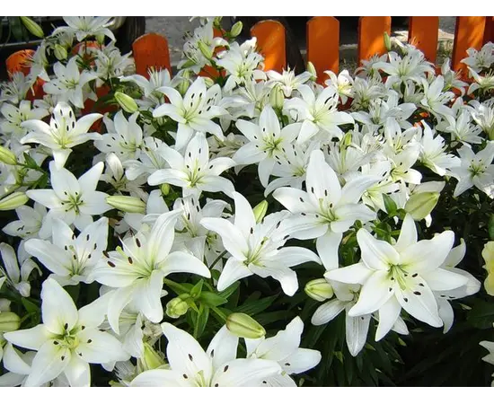 Bulb BES HBM Lilium Navona 10/12 2 pcs