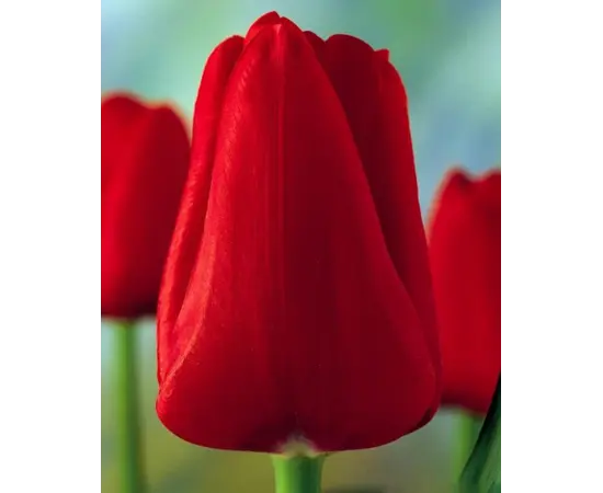 Bulb BES HBM Tulipa Ile de France 10/11 5 pcs