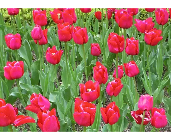 Bulb BES HBM Tulipa Ile de France 10/11 5 pcs