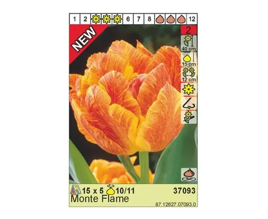 ბოლქვოვანი HBM BES Tulipa Monte Flame (x5)