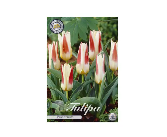 ბოლქვოვანი HBM BES Tulipa Johann Strauss (x5) ბოლქვოვანი HBM BES Tulipa Johann Strauss (x5)