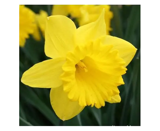 მცენარე ბოლქვიანი BES Narcissus Dutch Master 5 ც