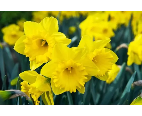 მცენარე ბოლქვიანი BES Narcissus Dutch Master 5 ც