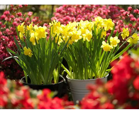 მცენარე ბოლქვიანი BES Narcissus Dutch Master 5 ც