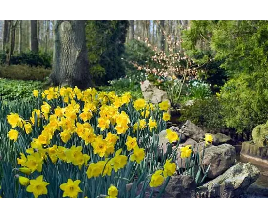 მცენარე ბოლქვიანი BES Narcissus Dutch Master 5 ც