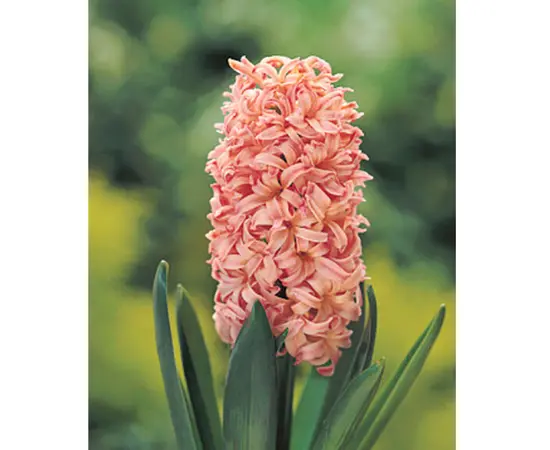 Bulbous HBM BES Hyacinthus Gipsy Queen (x3)
