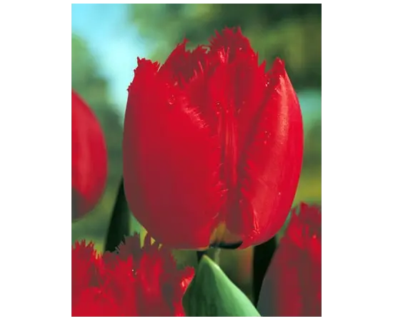 Bulb BES HBM Tulipa Arma 10/11 5 pcs