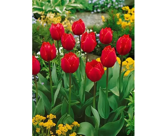 Bulb BES HBM Tulipa Arma 10/11 5 pcs