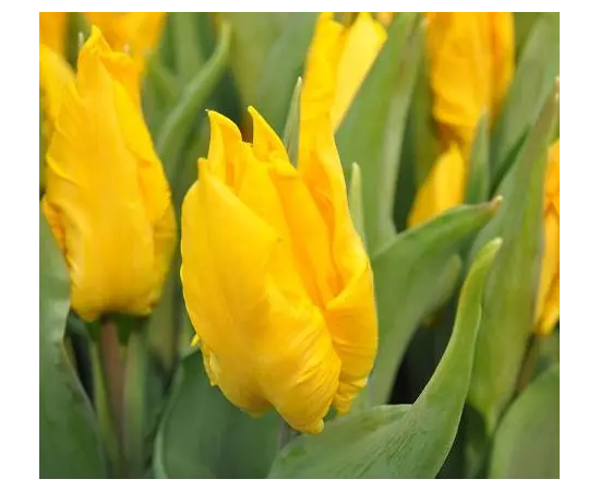 Bulb BES HBM Tulipa Yoko Parrot 10/11 5 pcs