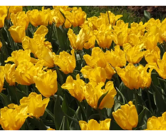 Bulb BES HBM Tulipa Yoko Parrot 10/11 5 pcs