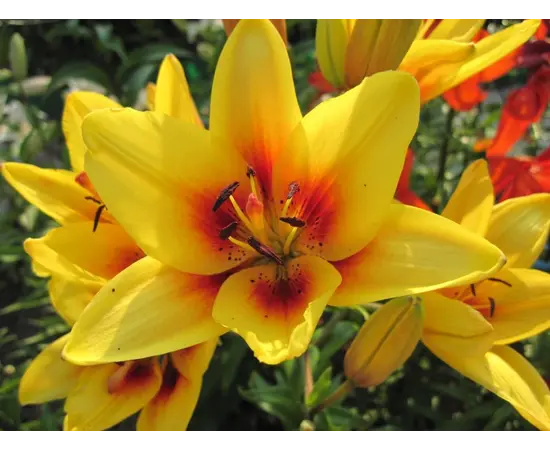 Bulb BES HBM Lilium Grand Cru 10/12 2 pcs