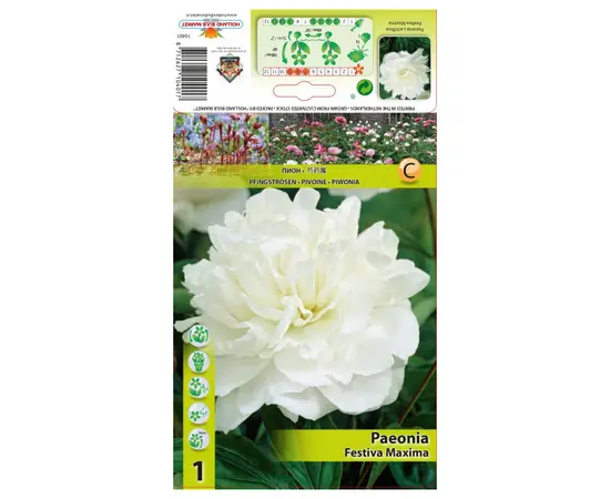 ბოლქვოვანი HBM STA Paeonia Festiva Maxima (x1) 2/3