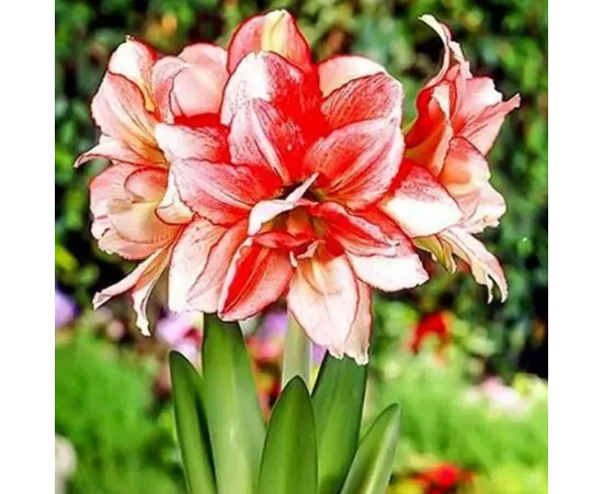 ბოლქვოვანი HBM STA  Amaryllis Double Record (x1) ბოლქვოვანი HBM STA  Amaryllis Double Record (x1)