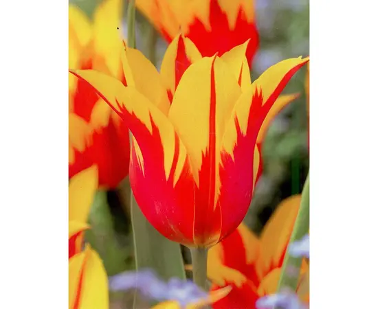 Bulbous HBM BES Tulipa Fire Wings (x5)