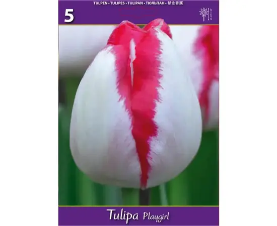 ბოლქვოვანი HBM BES Tulipa Playgirl (x5) ბოლქვოვანი HBM BES Tulipa Playgirl (x5)