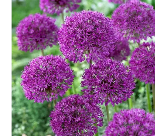Bulb BES HBM Allium Purple Sensation 10/12 3 pcs