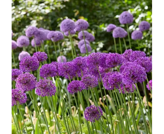 Bulb BES HBM Allium Purple Sensation 10/12 3 pcs