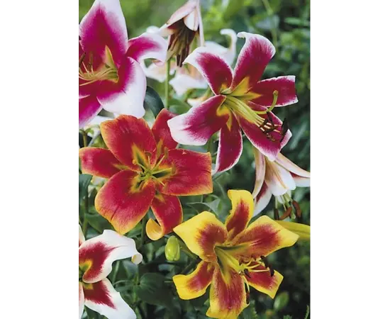 Bulb HBM Lilium Mixed 3 pcs