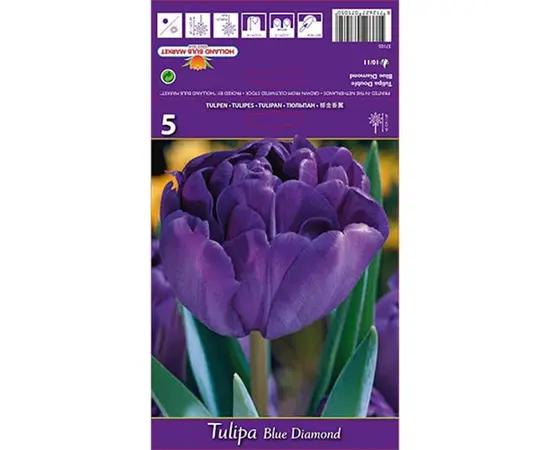 ბოლქვოვანი HBM BES Tulipa Blue Diamond (x5) ბოლქვოვანი HBM BES Tulipa Blue Diamond (x5)