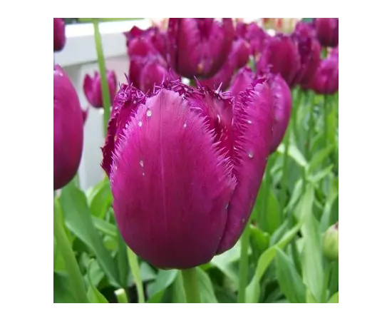 Bulb HBM Tulipa Curly Sue 10/11 5 pcs