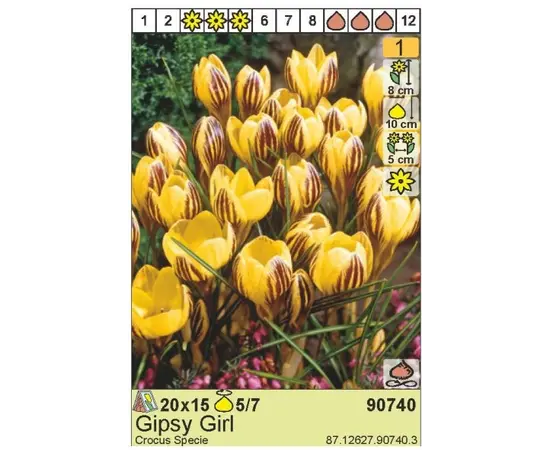 Bulb HBM Crocus Gipsy Girl 5/7 15 pcs