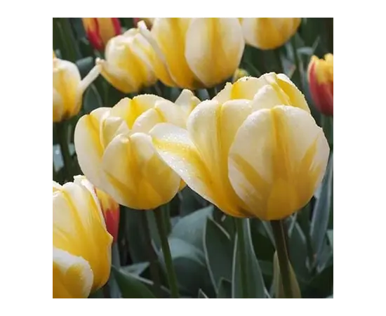 Bulb BES HBM Tulipa Jaap Groot 10/11 5 pcs