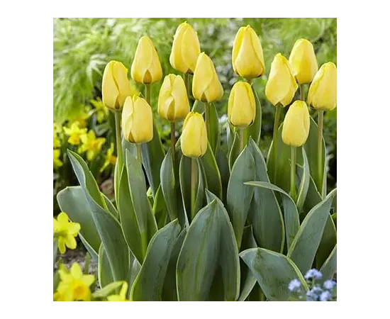 Bulb BES HBM Tulipa Jaap Groot 10/11 5 pcs