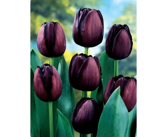 Bulb BES HBM Tulipa Queen of Night 10/11 5 pcs