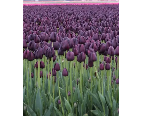 Bulb BES HBM Tulipa Queen of Night 10/11 5 pcs