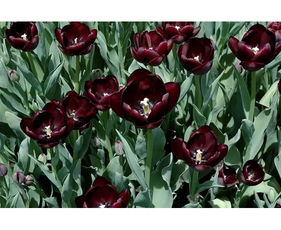 Bulb BES HBM Tulipa Queen of Night 10/11 5 pcs