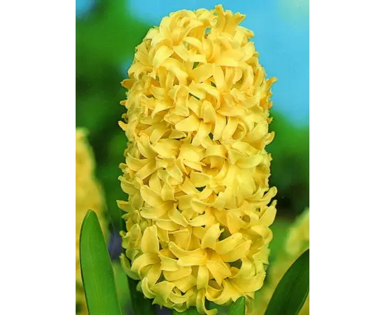 Bulb BUD HBM Hyacinthus City of Haarlem 14/15 1 pc