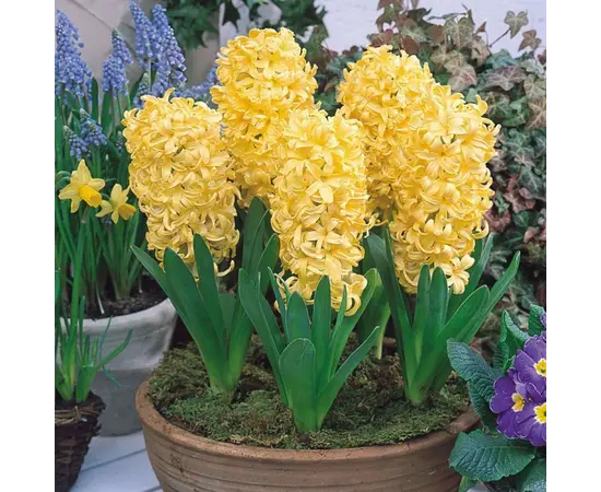 Bulb BUD HBM Hyacinthus City of Haarlem 14/15 1 pc