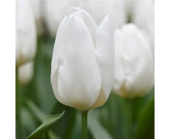 ბოლქვოვანი HBM BES Tulipa Antarctica (x5) ბოლქვოვანი HBM BES Tulipa Antarctica (x5)