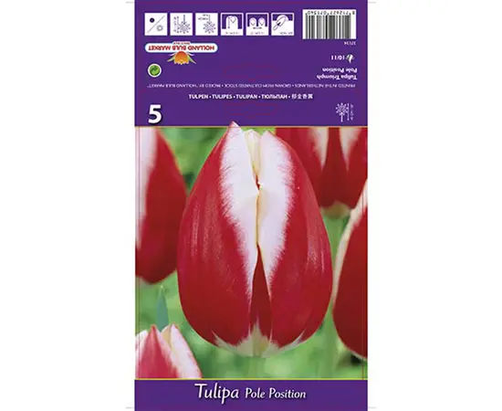 ბოლქვოვანი HBM BES Tulipa Pole Position (x5) ბოლქვოვანი HBM BES Tulipa Pole Position (x5)