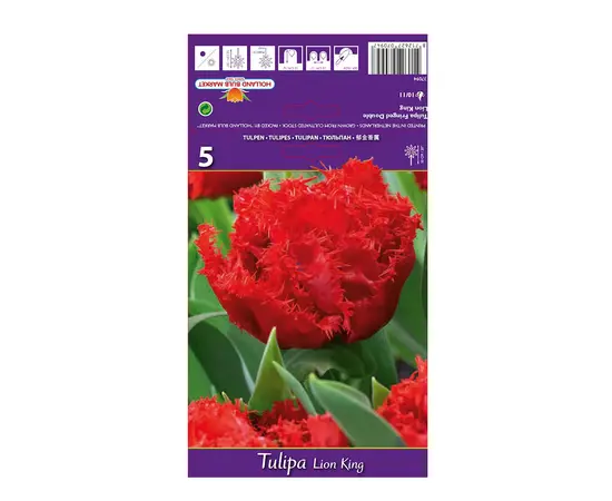 Bulbous HBM BES Tulipa Lion King (x5)