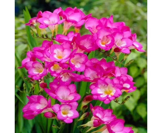 Bulb HBM Freesia Double Pink 5/+ 10 pc