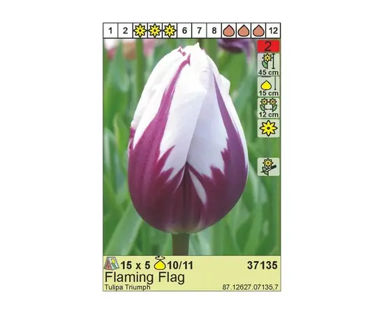 ბოლქვოვანი HBM BES Tulipa Flaming Flag (x5) ბოლქვოვანი HBM BES Tulipa Flaming Flag (x5)