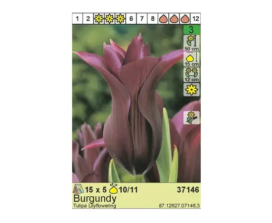 ბოლქვოვანი HBM BES Tulipa Burgundy (x5) ბოლქვოვანი HBM BES Tulipa Burgundy (x5)