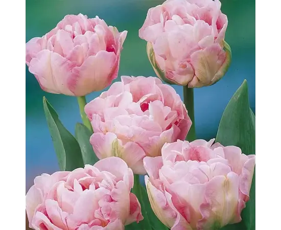 ბოლქვოვანი HBM BES Tulipa Angelique (x5) ბოლქვოვანი HBM BES Tulipa Angelique (x5)