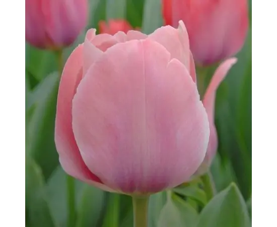 Bulb BUD HBM Tulipa Mystic van Eijk 10/11 2 pc