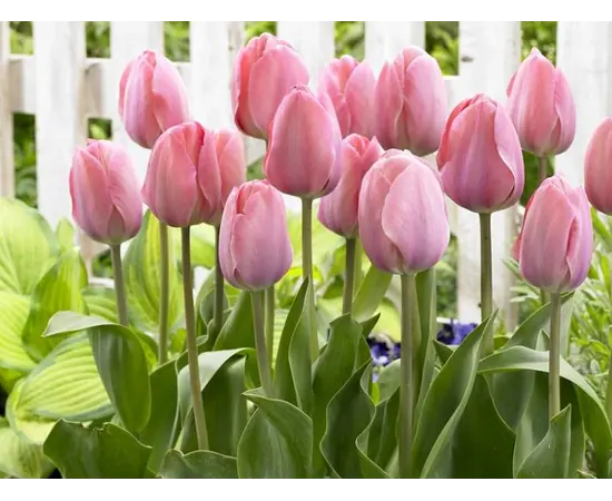 Bulb BUD HBM Tulipa Mystic van Eijk 10/11 2 pc