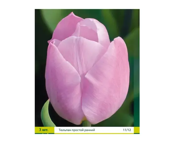 ბოლქვოვანი HBM STAR CAPPERLINE STA Tulipa Mistic Prince (x5) ბოლქვოვანი HBM STAR CAPPERLINE STA Tulipa Mistic Prince (x5)