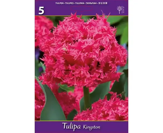 Bulbous HBM BES Tulipa Kingston (x5)