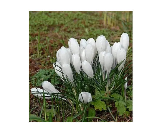 ბოლქვი DAY HBM კროკუსი Crocus Jeanne D'Arc 7/8 10 ც
