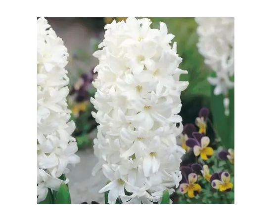 Bulb BUD HBM Hyacinthus Carnegie 14/15 3 pcs