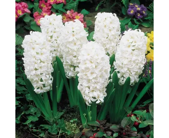 Bulb BUD HBM Hyacinthus Carnegie 14/15 3 pcs
