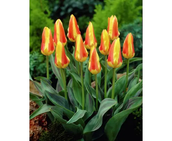 Луковица BUD HBM Тюльпан Tulipa Corona 10/11 2 шт Луковица BUD HBM Тюльпан Tulipa Corona 10/11 2 шт
